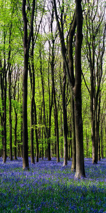 Bluebell Woods, Wiltshire, England. by Craig Joiner