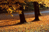 Herbst von Claudia Färber