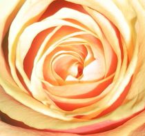 yellow rose no2 by Angelika Reeg