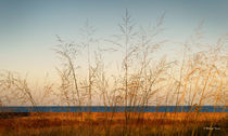 On the Beach by Milena Ilieva