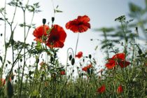 Mohnblumen by Silke Heyer Photographie