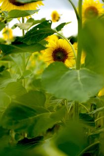 Sonnenblumenfeld by Silke Heyer Photographie