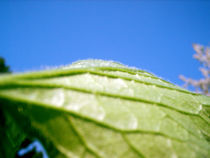 Blatt und Himmel von Bianca Opitz