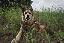 My tiger in the field von Silke Heyer Photographie