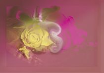 Rose Dream by Martina Ute Rudolf
