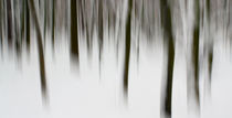 bäume im schnee by marcus paschedag