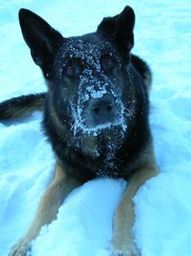 Mein Freund mit der kalten Schnauze by Birgit Albert