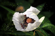 Weißer Mohn von Nikola Hahn