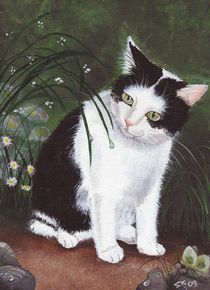 Schwarz-Weisse Katze von lona-azur