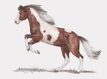 Das Bunte Pferd by lona-azur