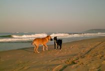 Hunde am Strand in Goa, Indien von Premdharma S. Gartlgruber