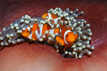 Bali, Nemo, Anemonenfisch von Norbert Probst