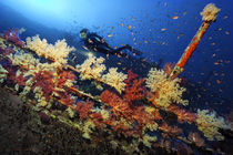 Ägypten, Egypt, Aida, Schiffswrack, shipwreck, Brother Islands von Norbert Probst