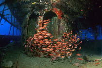 St. Lucia, Karibik, Lesleen M shipwreck von Norbert Probst