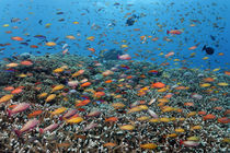 Rainbowed Sea von Norbert Probst