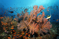 Living Sea, Bali Indonesia von Norbert Probst