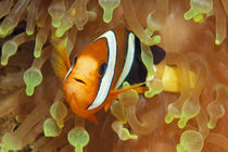 Clarks Friend, Nemo by Norbert Probst