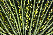 Feather Star von Norbert Probst