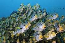 The Audience, Sweetlips at Raja Ampat von Norbert Probst