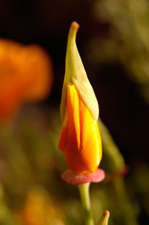 Blüte von Anne Silbereisen