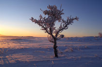 Winterland by Anne Silbereisen