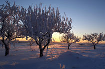 Wintermorgen 2 von Anne Silbereisen