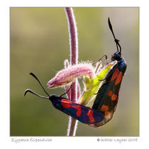 Zygaena filipendulae by Walter Layher