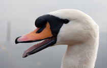 Fauchender Schwan von Walter Layher