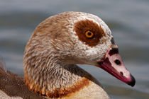 Nilgans-Portrait von Walter Layher