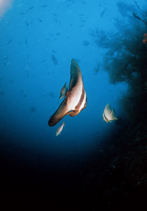 Fledermausfisch von Heike Loos