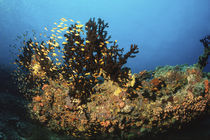 Korallen von Heike Loos