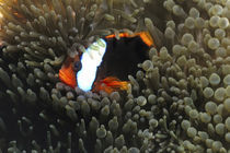 Anemonenfisch von Heike Loos