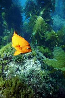 Garibaldi im Kelp von Heike Loos