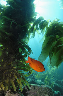 Garibaldi im Kelp von Heike Loos