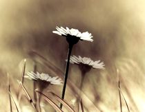 three daisys by Anne Seltmann