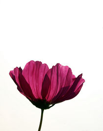 Cosmea von Franziska Giga Maria