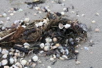 Verschiedene Muscheln am Nordseestrand by petra ristau