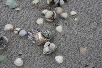 Verschiedene Muscheln am Nordseestrand von petra ristau