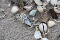 Verschiedene Muscheln am Nordseestrand by petra ristau