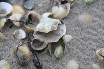 Verschiedene Muscheln am Nordseestrand by petra ristau