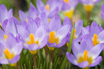 Blauer Frühlingsteppich von Ulrike Haberkorn