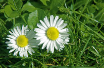 Gänseblümchen auf Grün von Ulrike Haberkorn