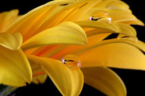 Waterfresh Gerbera | Gerbera With Water Drop Reflection von lizcollet