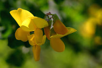 Lights And Shades | Lathyrus pratensis | Wiesenplatterbse von lizcollet