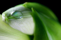 Essentially | Amaryllis with Water Drop  von lizcollet