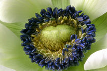 Weisse Anemone | Heartbeat of Nature by lizcollet