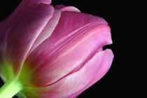 Pinkfarbene Tulpe | Pink  Springtime  von lizcollet