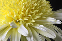 Auch unter Tränen nicht - Spiegeleichrysantheme mit Wassertropfen by lizcollet