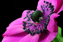 Anemone von lizcollet