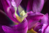 Purpurfarbene Tulpe | Deep Sense by lizcollet